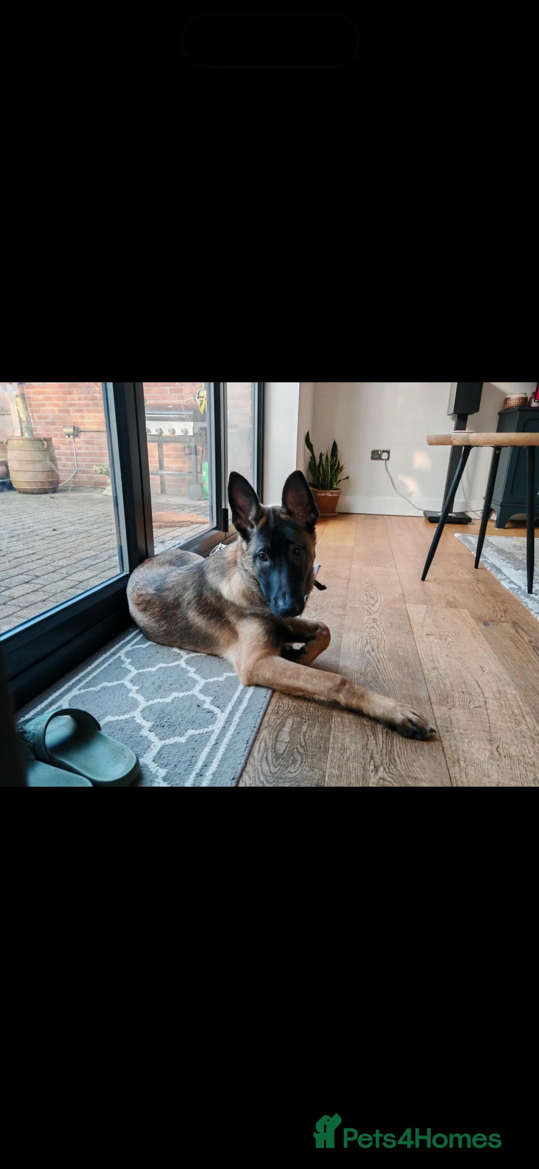 Belgian Shepherd Dog dogs for sale: Malinios male puppy in Barnoldswick - Advert 4