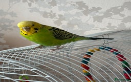 Budgerigars birds for sale: Rehoming rescued budgie - Advert 1