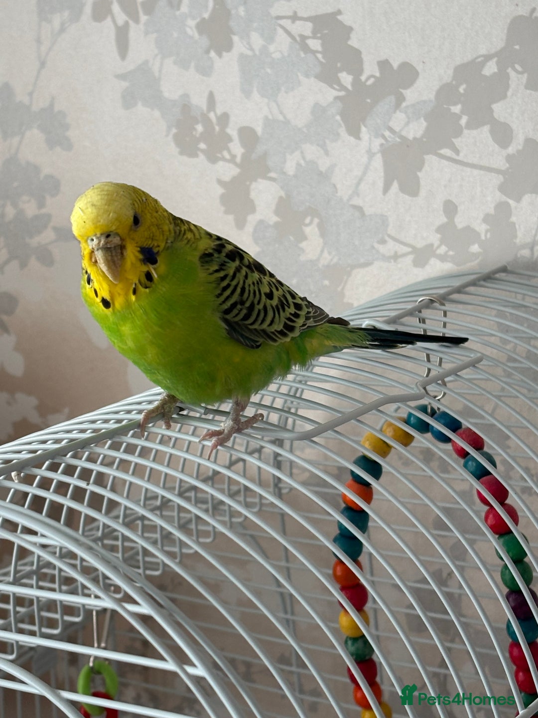 Budgerigars birds for sale: Rehoming rescued budgie - Advert 1
