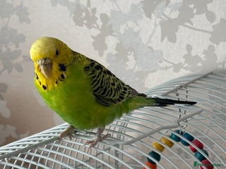 Budgerigars birds Rehoming rescued budgie - Advert 2
