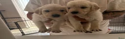 Goldador dogs for sale: Goldador puppies first litter - Advert 6