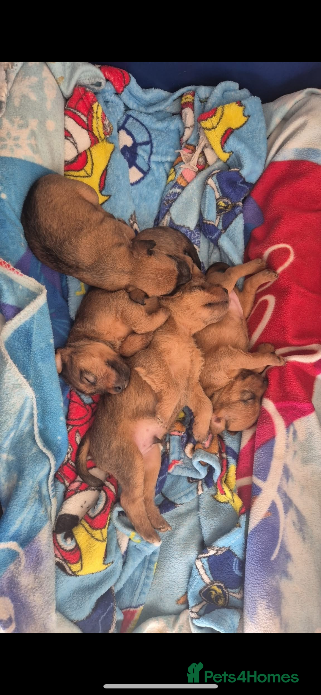 Lakeland Terrier dogs for sale: Lakeland Terrier puppies - Image 1