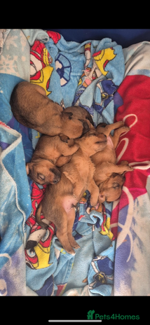 Lakeland Terrier dogs - Advert 5
