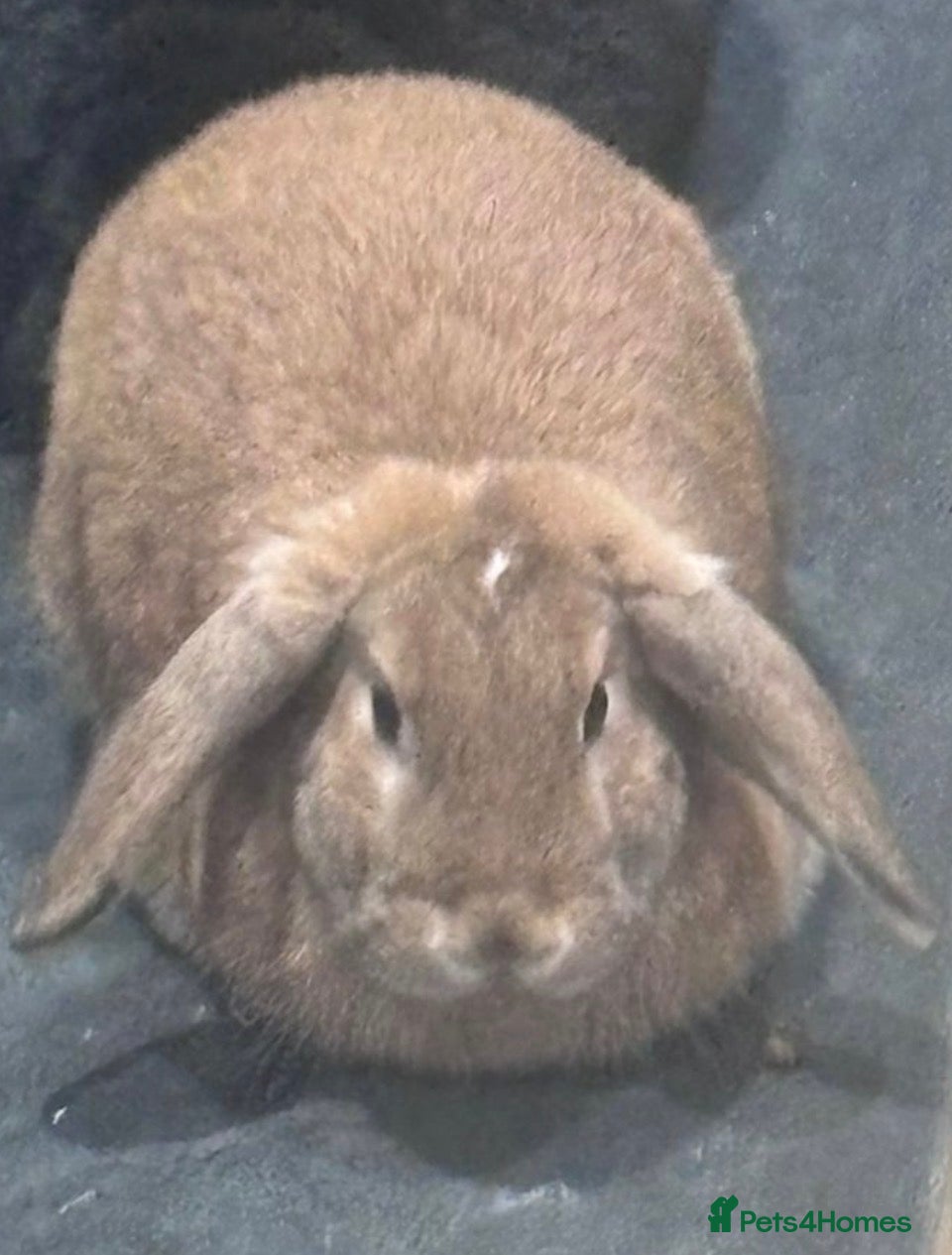 Mixed Breed rabbits Mini lop x Rex  - Advert 1