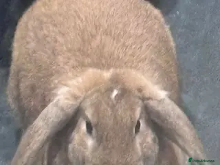 Mixed Breed rabbits Mini lop x Rex - Advert 20