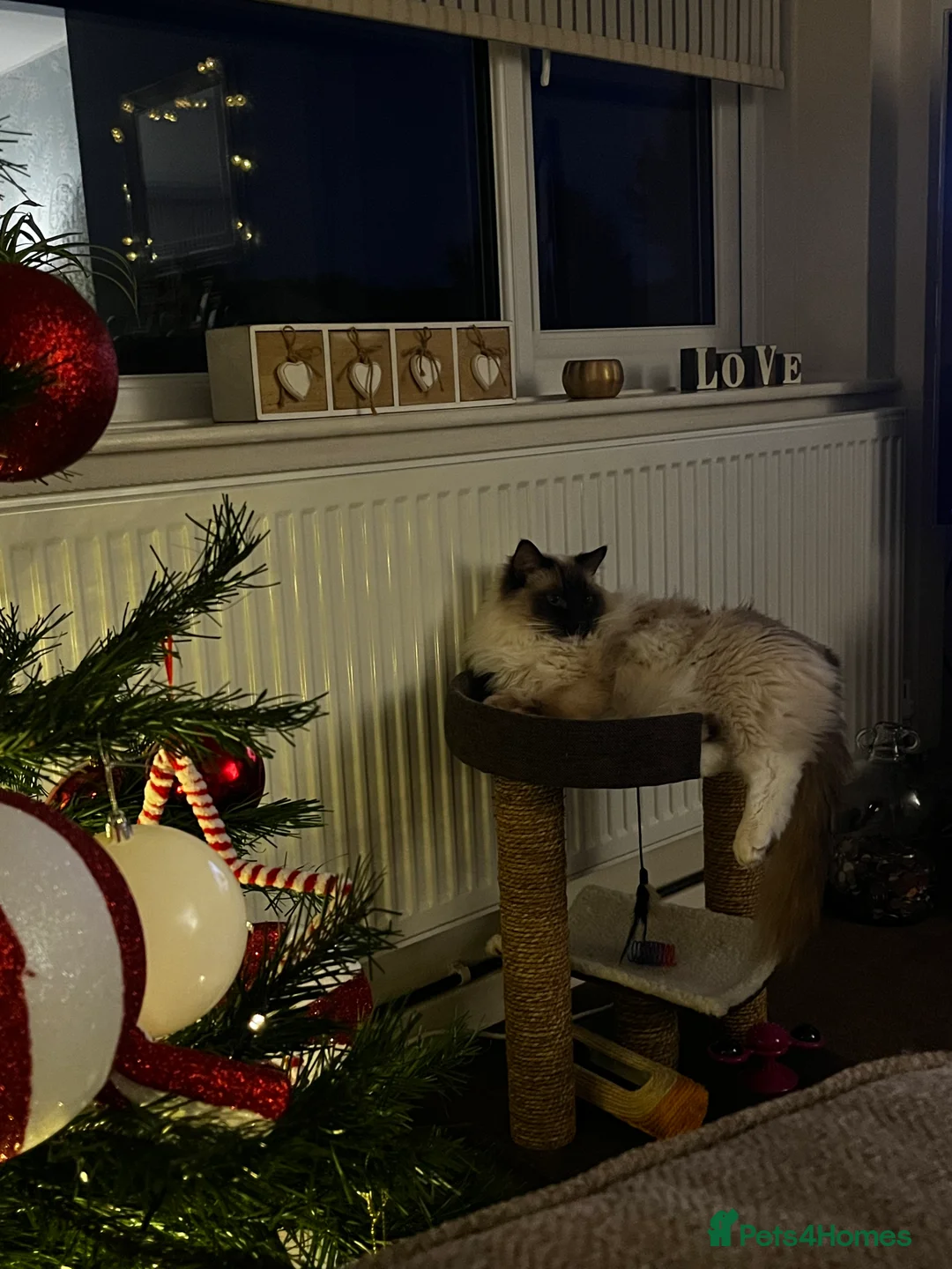 Ragdoll cats for sale: Male neutered ragdoll - Advert 6