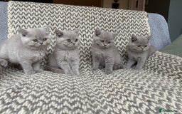 British Shorthair cats for sale: 4 British shorthair kittens ready now  - Image 4