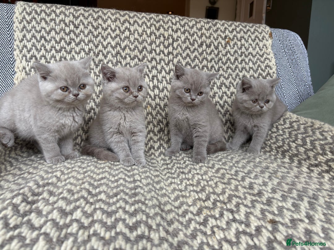 British Shorthair cats for sale: 4 British shorthair kittens ready now  - Image 4