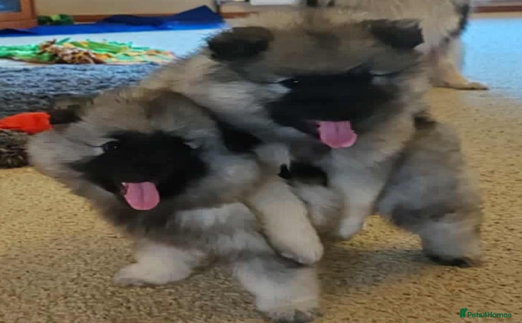 Keeshond dogs - Advert 1