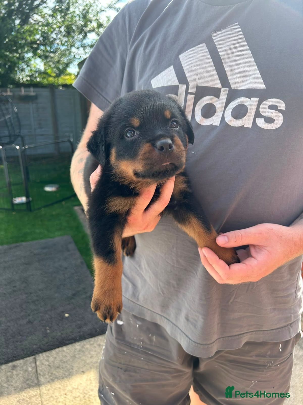 Rottweiler dogs KC Registered Rottweiler Puppies - Advert 2