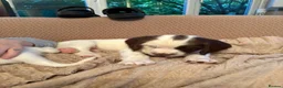 English Springer Spaniel dogs for sale: Gorgeous Springer Spaniel Pups - Advert 19