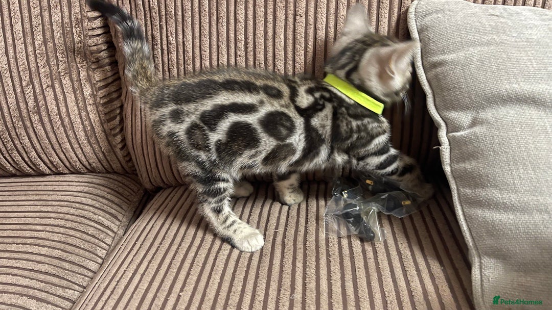 Bengal cats for sale: 🏡Stunning Tica registered Bengal Kittens  🐾 - Image 10