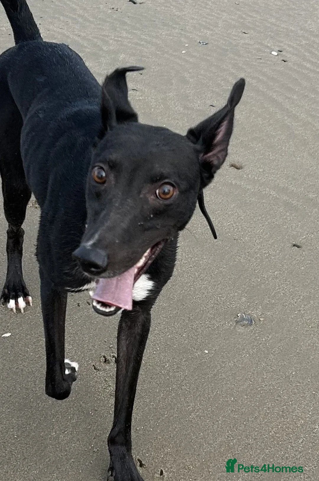 Mixed Breed dogs for adoption: ROCKY 3yr old Greyhound x whippet - Advert 2