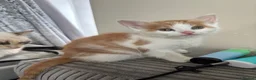 Maine Coon cats for sale: Maine coon & Turkish van mix - Advert 14