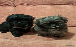 Malshi dogs for sale: Malshi 2 puppies boys - Advert 2