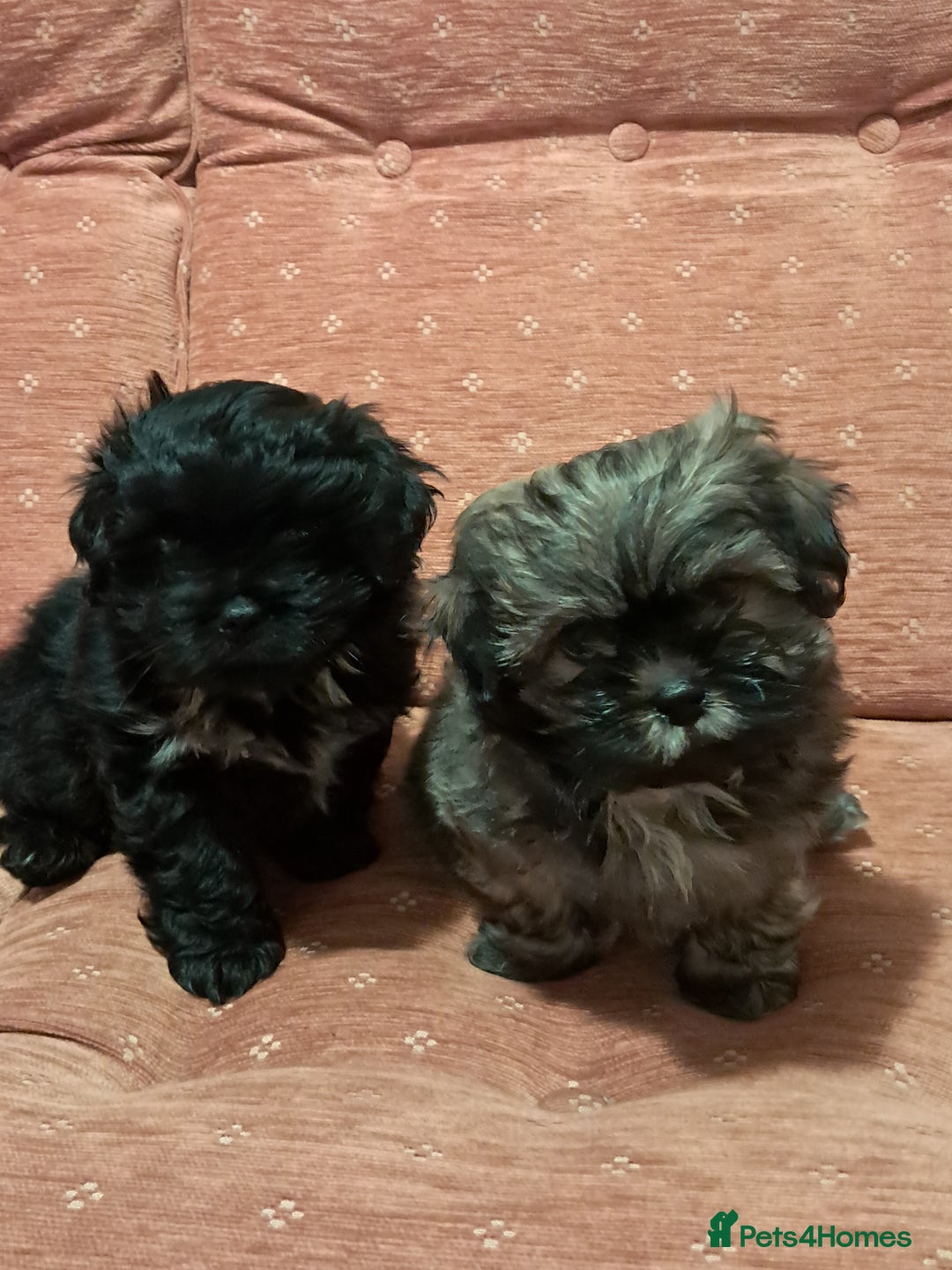 Malshi dogs for sale: Malshi 2 puppies boys - Advert 2