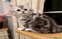 British Longhair cats for sale: Silver tabby British Longhair pedigree registered  - Image 13