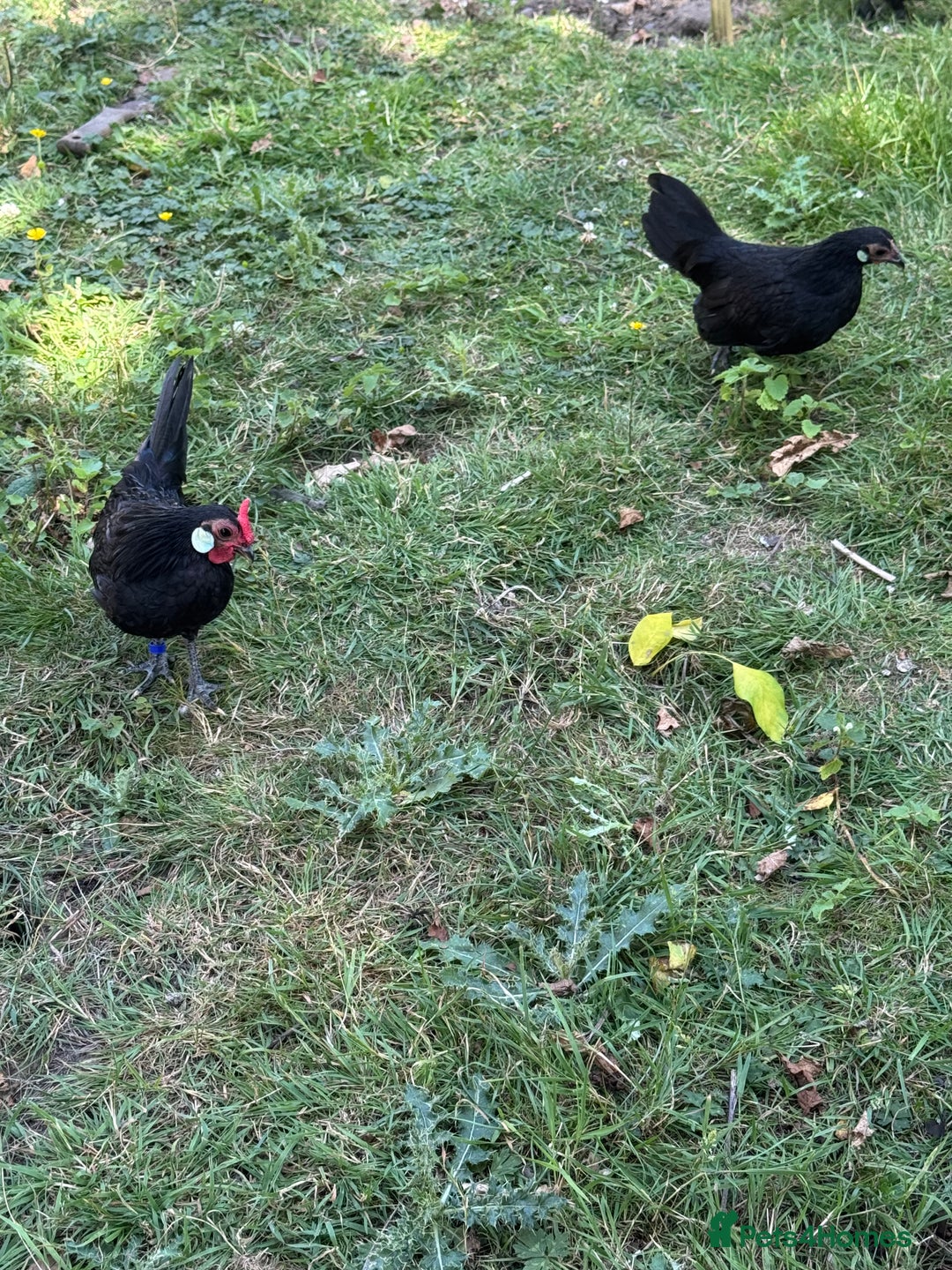 Chickens poultry for sale: Black Rosecomb Bantam pairs for sale  - Image 6