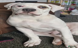 American Bulldog dogs for sale: 11 month old male american bulldog  - Image 3