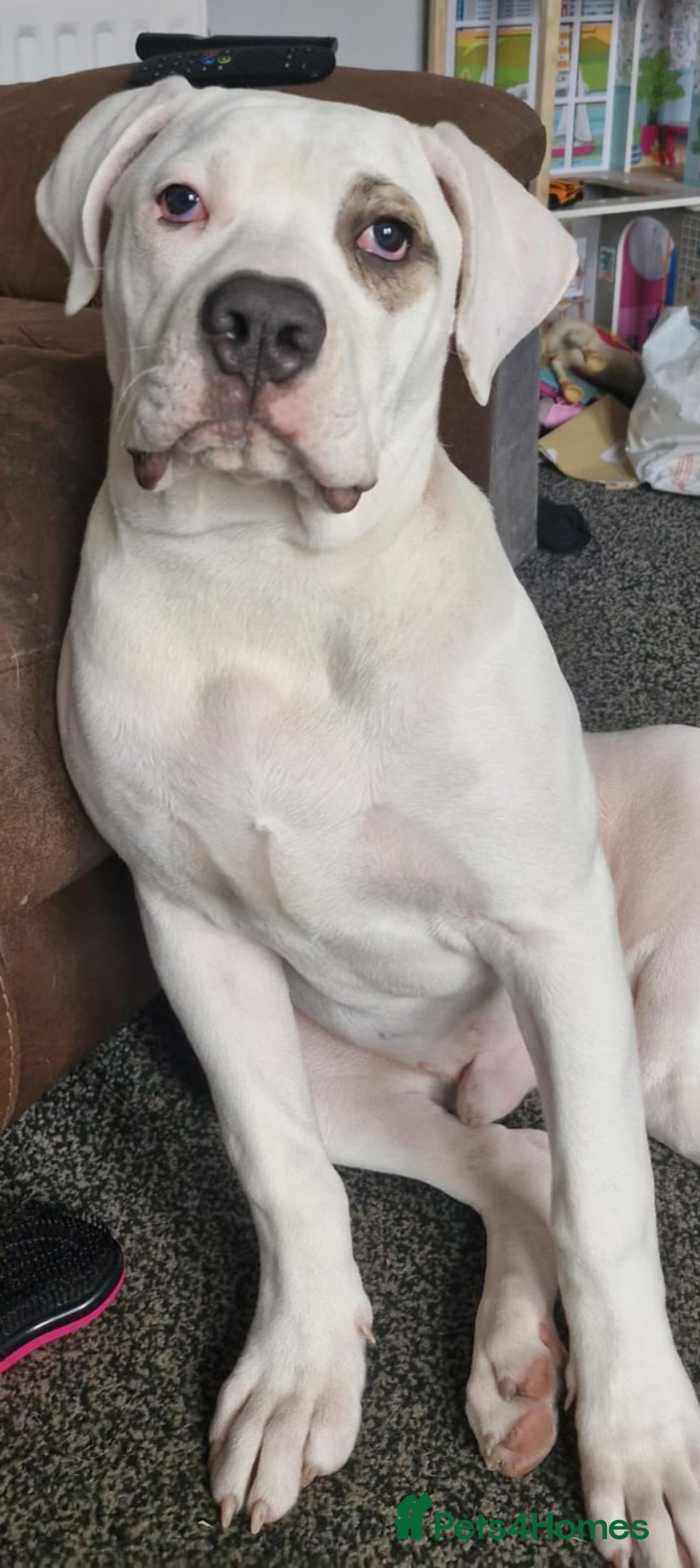 American Bulldog dogs for sale: 11 month old male american bulldog  - Image 3