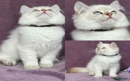 British Shorthair cats for sale: Lovely BSH kittens - ready for their forever homes - Image 7