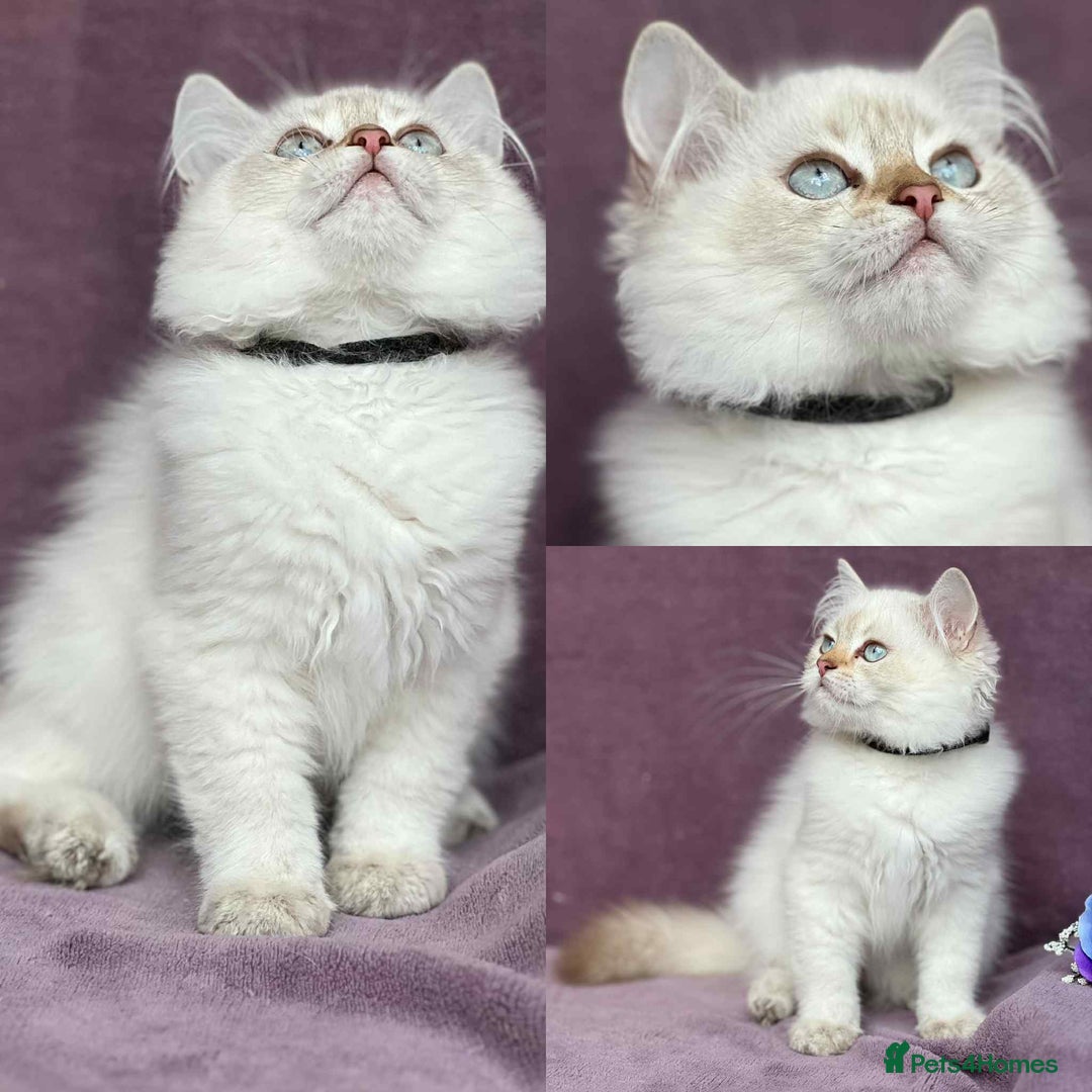 British Shorthair cats for sale: Lovely BSH kittens - ready for their forever homes - Image 7