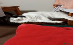 Mixed Breed cats for sale: Loving Indoor Cat Looking for a Good New Home - Image 6