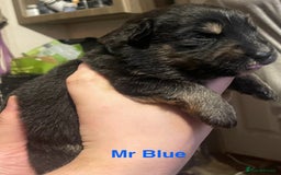 German Shepherd dogs for sale: Straight-topline German Shepherd puppies - Image 13