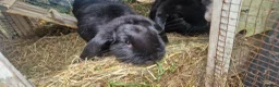 Dwarf Lop rabbits for sale: Adorable, Friendly. Laidback Dwarf Lop Boys 🐰🥰 - Advert 8