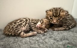 Bengal cats for sale: Exceptional show quality Brown TICA registered 🥰 - Image 40
