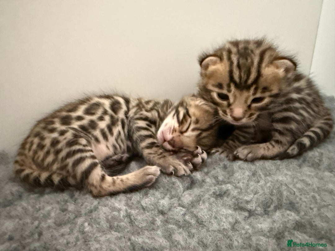 Bengal cats for sale: Exceptional show quality Brown TICA registered 🥰 - Image 40