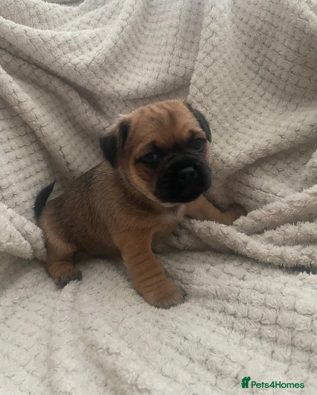 Jug dogs for sale: Jug puppies for sale 4 boys 2 girls 5 weeks old - Advert 16