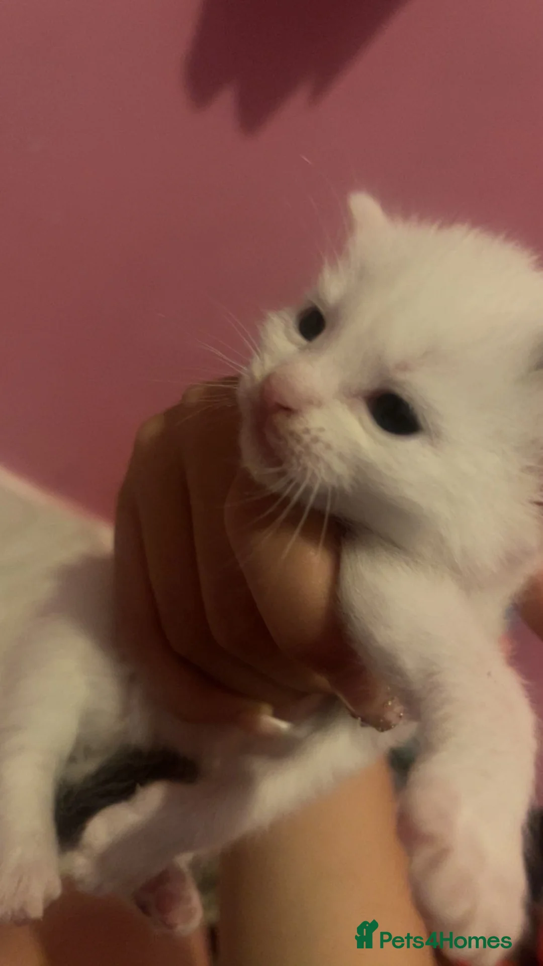 Mixed Breed cats for sale: Beautiful kittens  - Advert 2