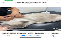 Ragdoll cats for sale: Lovely Ragdoll looking for lovely family - Advert 28