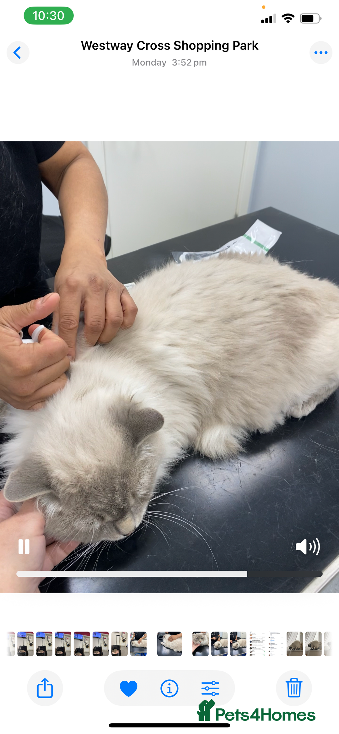 Ragdoll cats for sale: Lovely Ragdoll looking for lovely family - Advert 28