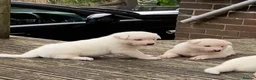 Akita dogs for sale: Beautiful Japanese Akita Puppies - Advert 3