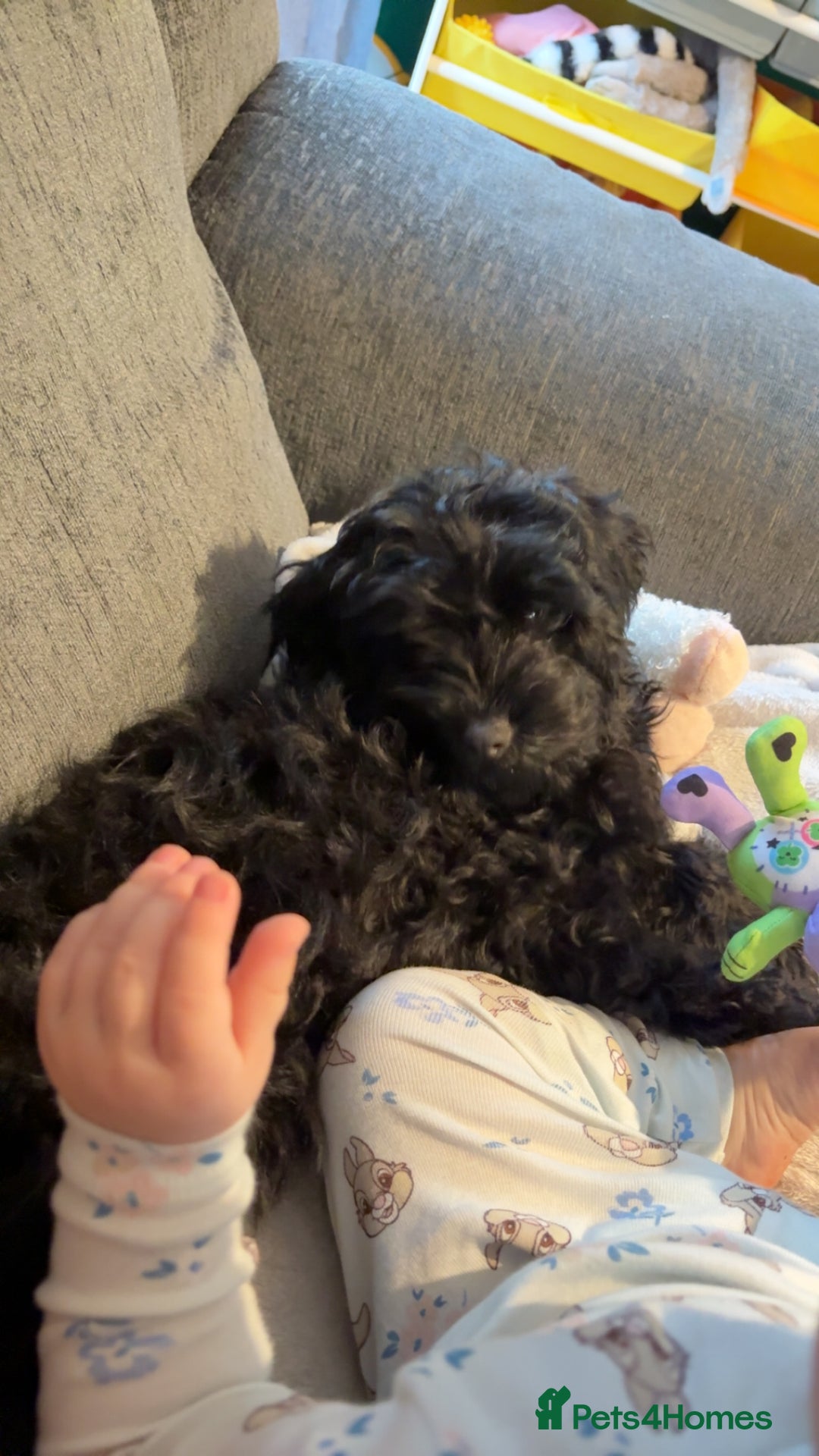 Cockapoo dogs for sale: Beautiful male cockapoo  - Advert 1