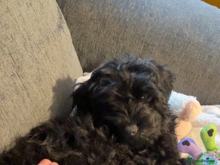 Cockapoo dogs Beautiful male cockapoo - Advert 2