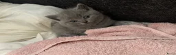 British Shorthair cats for sale: British shorthaired kittens  in High Peak - Advert 9