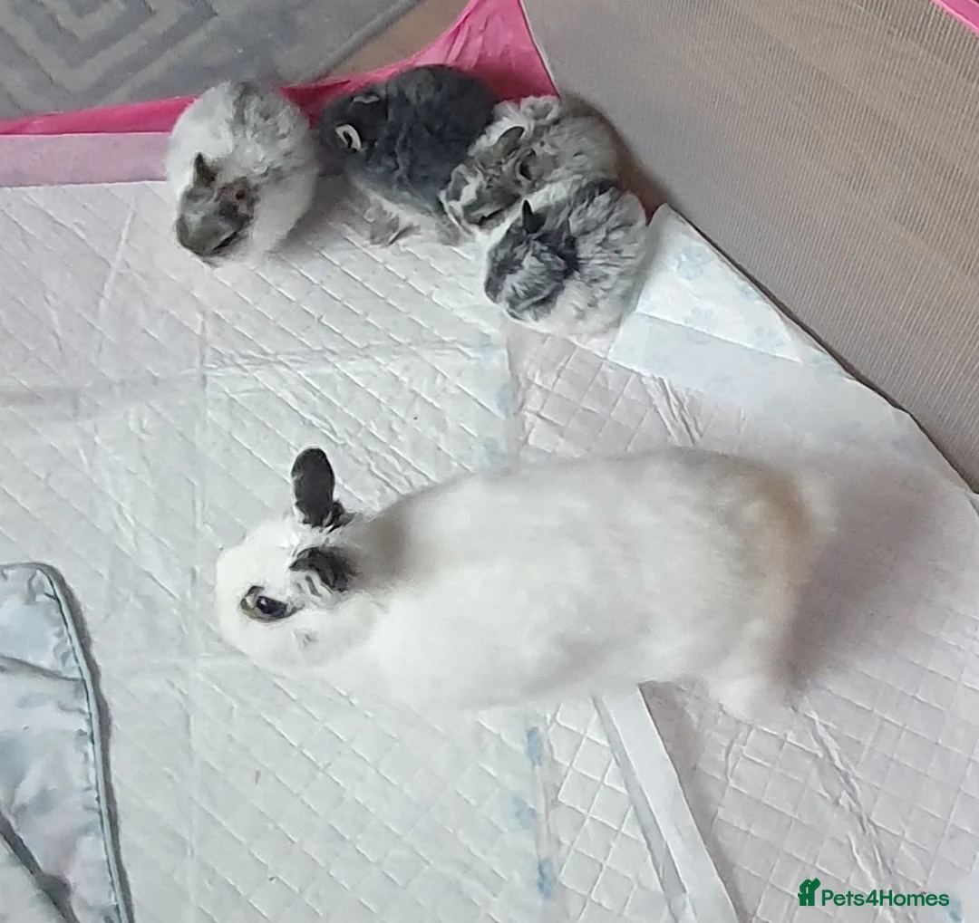 Netherland Dwarf rabbits for sale: 4 Beautiful Netherland Dwarf Buns in Pinner - Advert 22