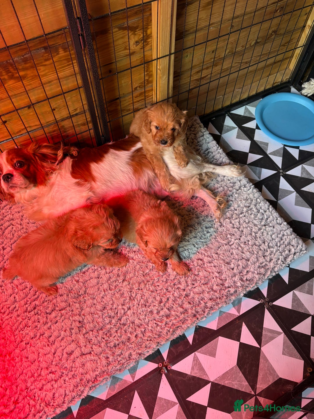 Cavapoo dogs for sale: F1 CAVAPOO PUPPIES 🐶  - Advert 2