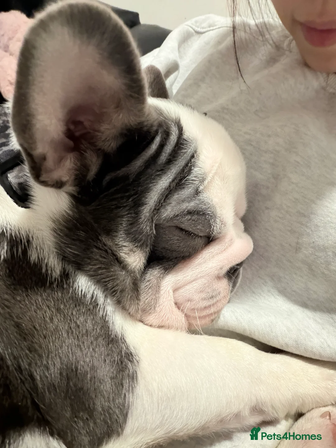 French Bulldog dogs for sale: Bobby - Advert 3
