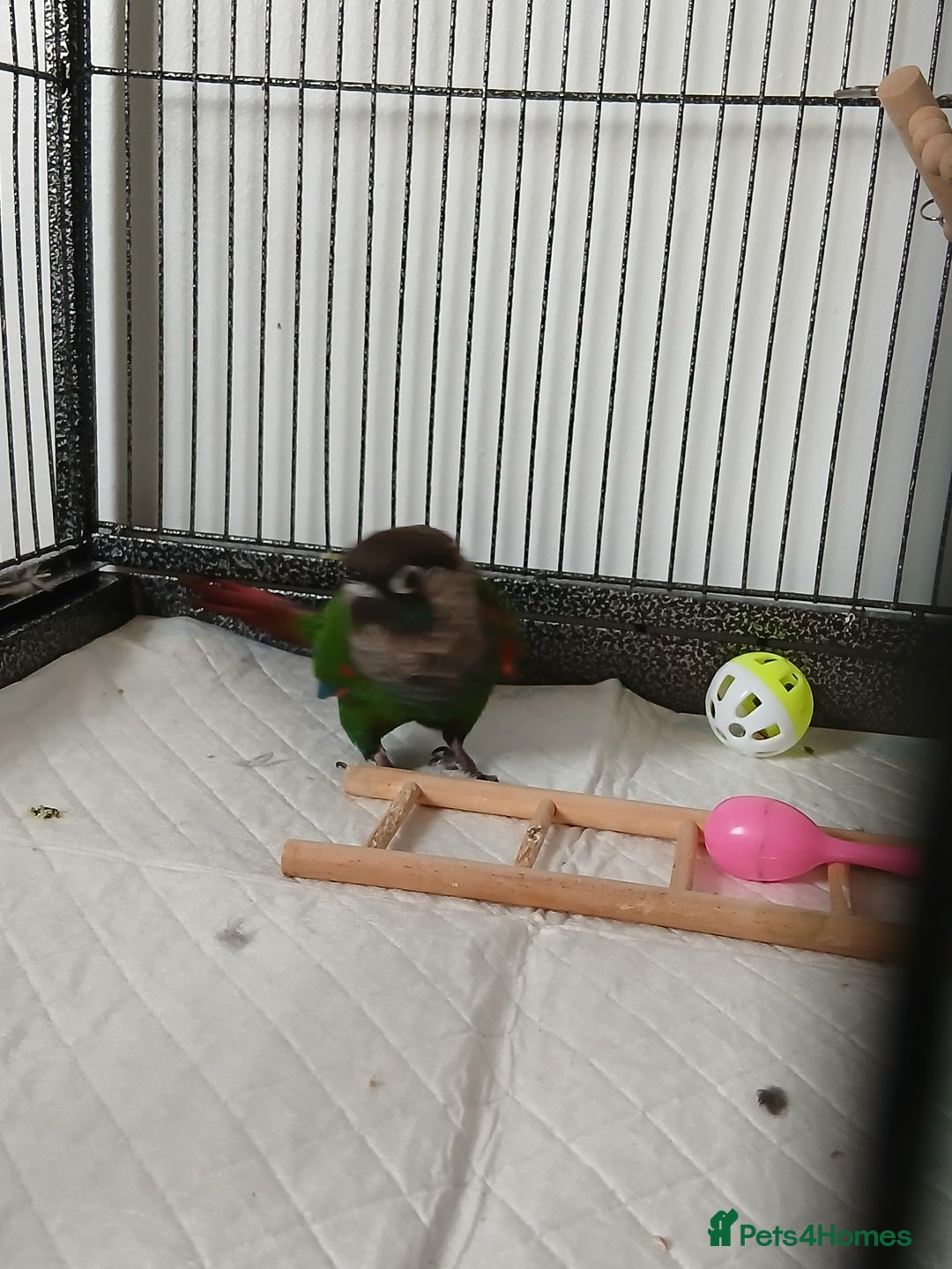 Parrots birds for sale: crimson-bellied parakeet (Pyrrhura perlata) - Advert 2