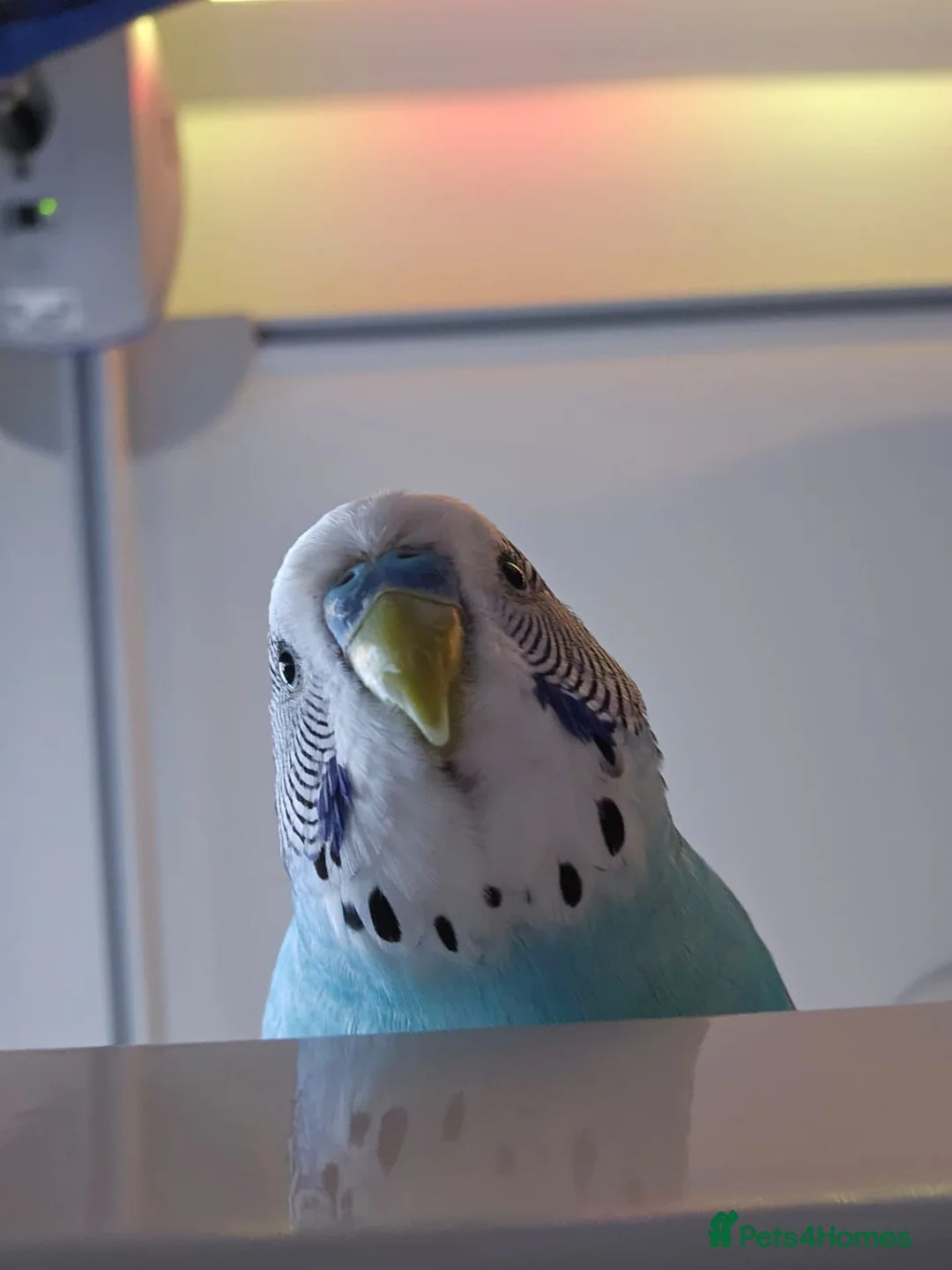 Budgerigars birds for sale: Budgies - Bobbie & Mango in Westbury - Advert 2
