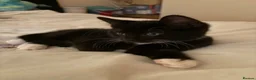 Mixed Breed cats for sale: 😽 black and white male 😽 - Advert 3