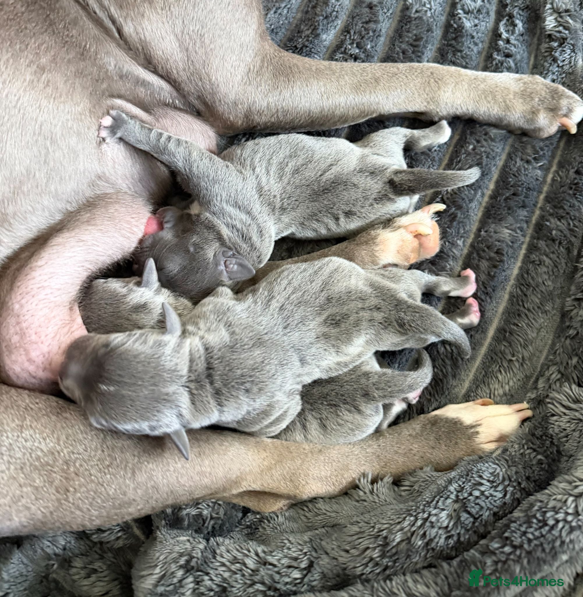 Staffordshire Bull Terrier dogs Blue Staffordshire Bull Terrier Pups Family Raised - Advert 2