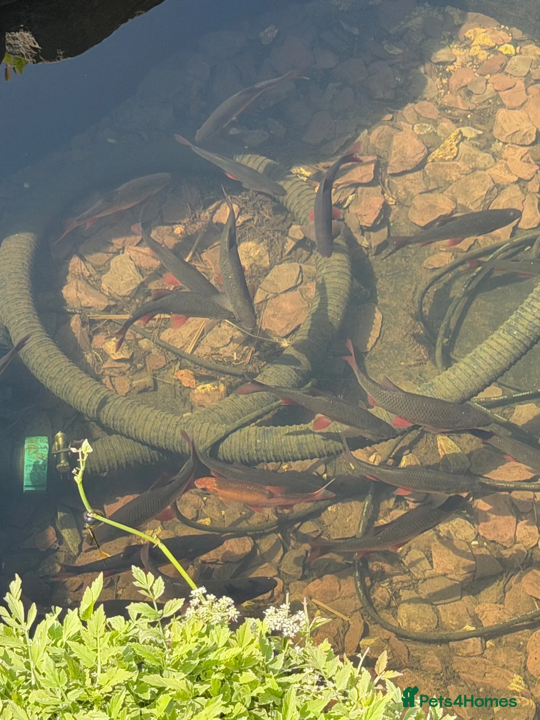 Other/Mixed Breed fish for sale: Roach free to good home.  in Ilkeston - Advert 1