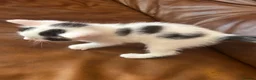 Ragdoll cats for sale: Ragdoll cross kittens mother is a purebred ragdoll - Advert 14