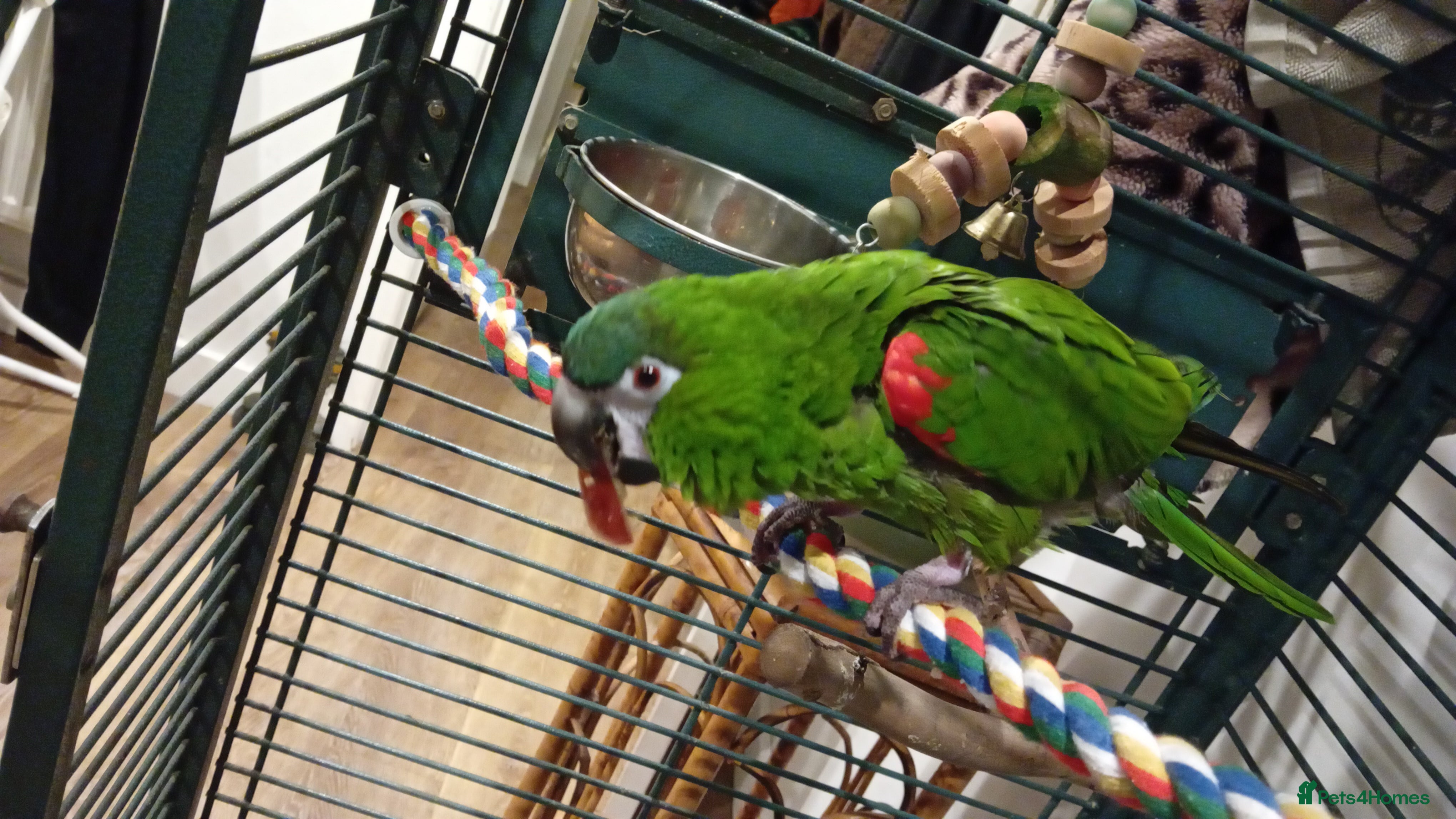 Macaws birds Hahns macaw and cage - Advert 3