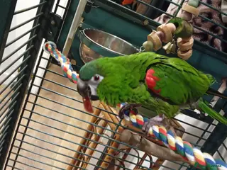 Macaws birds Hahns macaw and cage - Advert 3